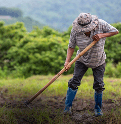 Agriculture